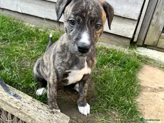 Bedlington Terrier dogs Beautiful Bedy/whippet Pups - Advert 2