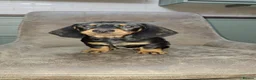Dachshund dogs for sale: Dachshund puppies  - Advert 16