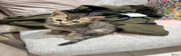 Bengal cats for sale: Bengal X kittens  in Bristol - Advert 37