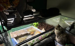 Frog reptiles for sale: Pair of Giant African Bullfrogs with Setup  - Image 14