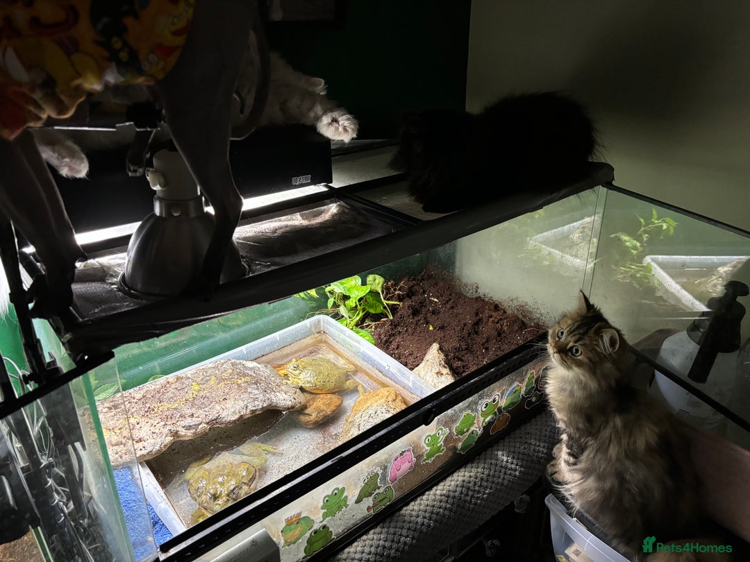 Frog reptiles for sale: Pair of Giant African Bullfrogs with Setup  - Image 14