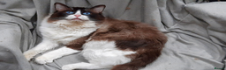 Ragdoll cats for sale: ACTIVE GCCF & TICA Bi-Colour Ragdoll Proven Male - Advert 4