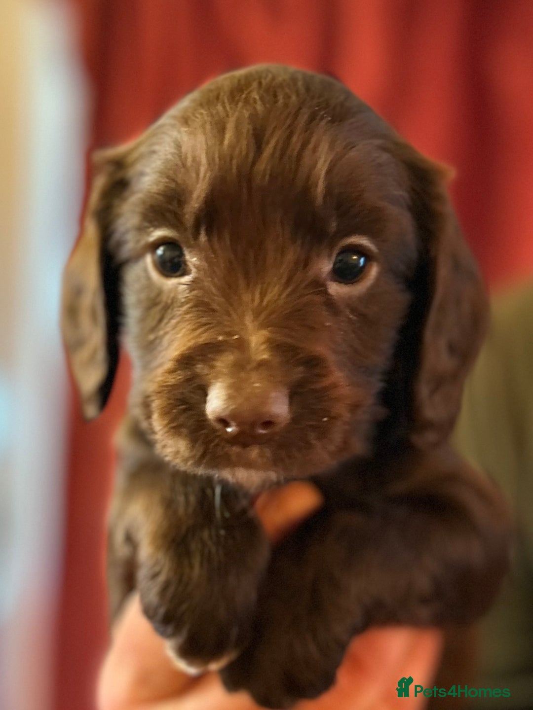 Cocker Spaniel dogs for sale: Pedigree Working Cocker Spaniel pups for sale  - Advert 14