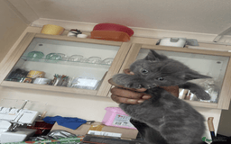 British Shorthair cats for sale: 5x British shorthair kittens for sale - Image 4