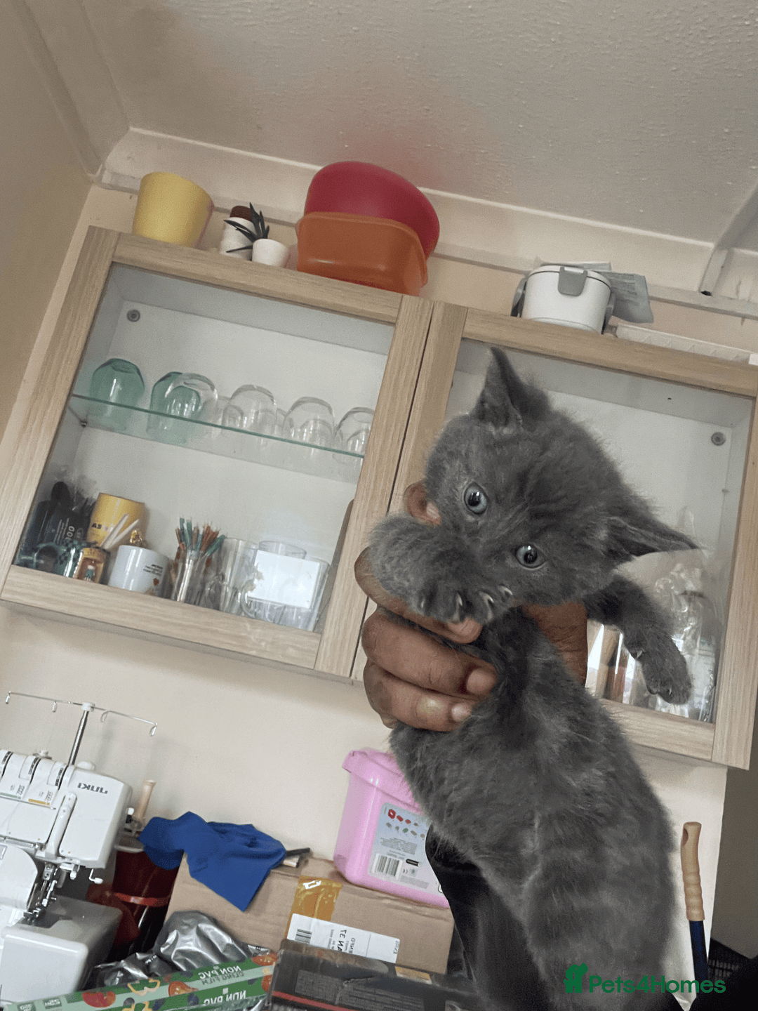 British Shorthair cats for sale: 5x British shorthair kittens for sale - Image 4