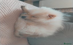 Pomeranian dogs for sale: Baby Teacup pomeranian boy  - Image 8