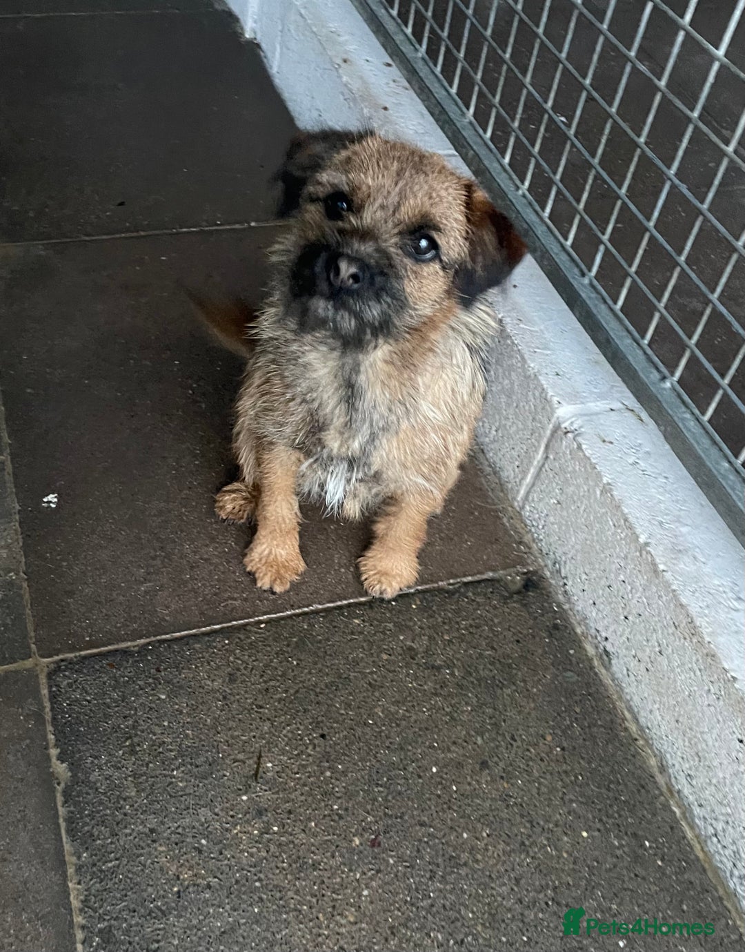 Border Terrier dogs for sale: Border terrier bitch kc reg - Image 5