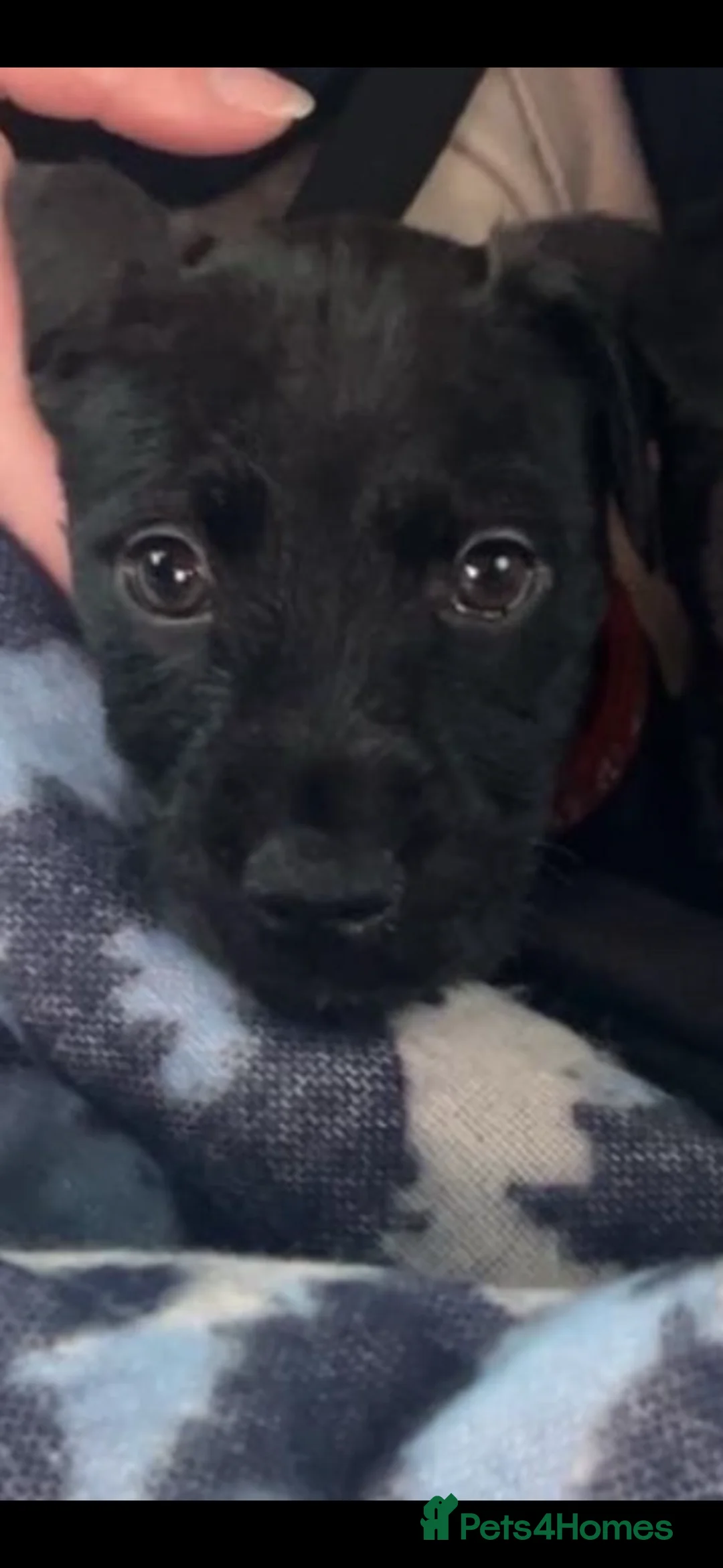 Patterdale Terrier dogs for sale: Patterdale bitch 3 months old  - Advert 1