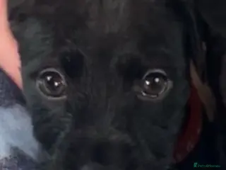 Patterdale Terrier dogs Patterdale bitch 4 months old - Advert 12