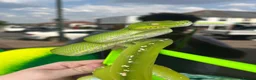 Python Snake reptiles for sale: Aru Green Tree Python For Sale - Advert 4