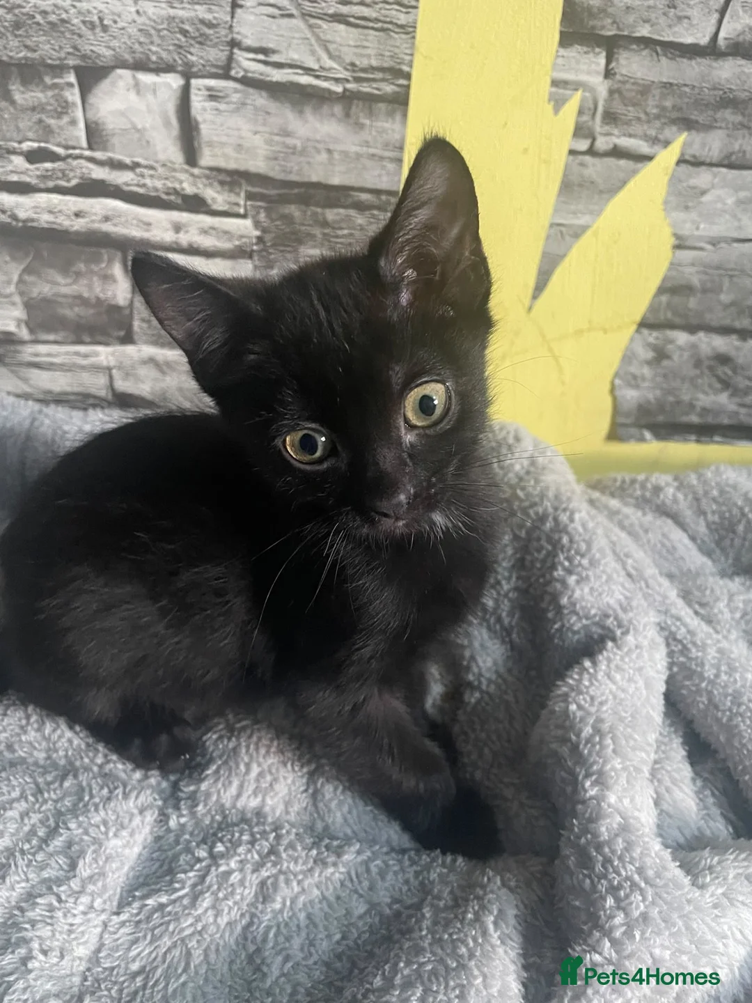 Mixed Breed cats for sale: British shorthair cross kittens in Alfreton - Advert 13
