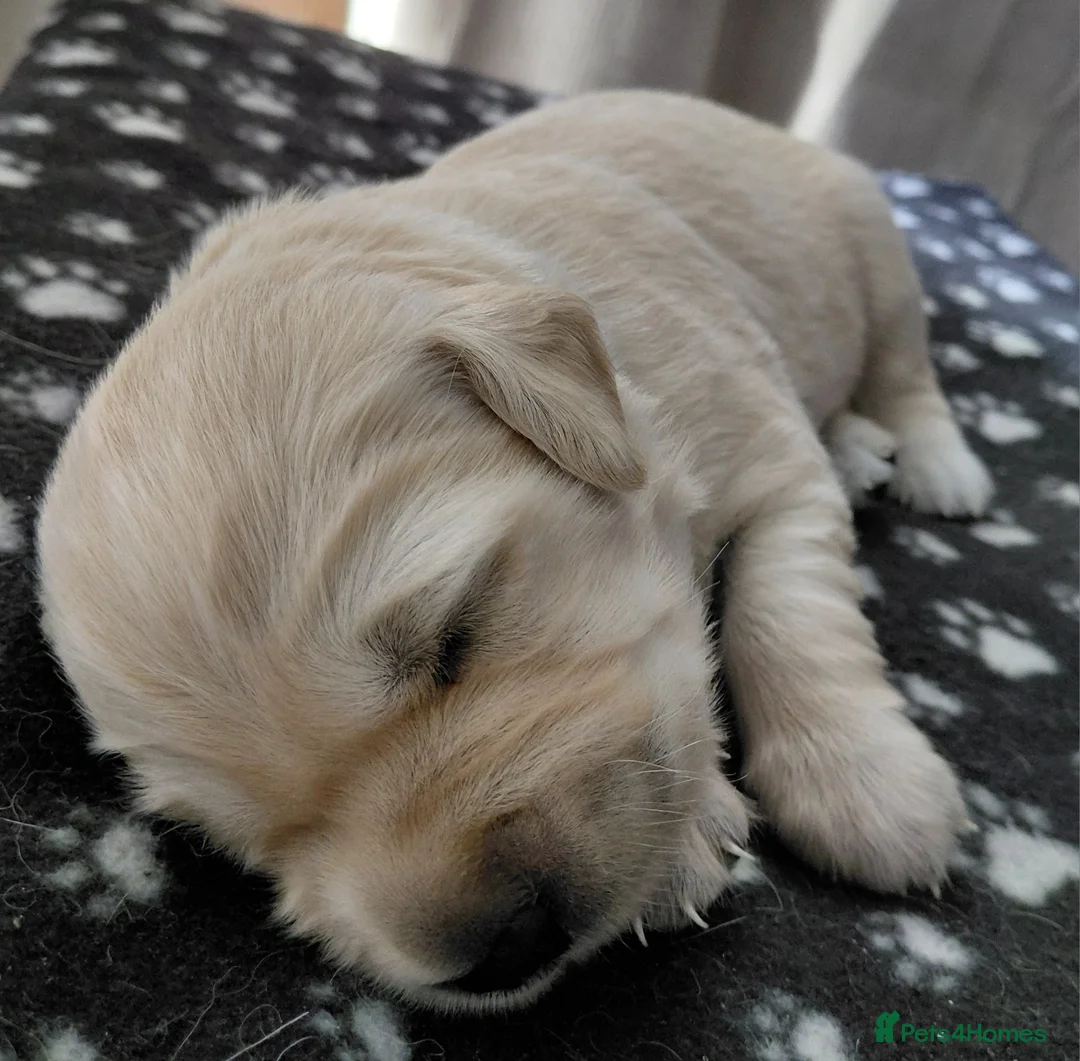 Golden Retriever dogs for sale: Golden retriever puppies, KC reg, last boy!!!! - Advert 28