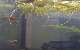 Snails fish for sale: Little Ramshorn snail babies  - Image 4