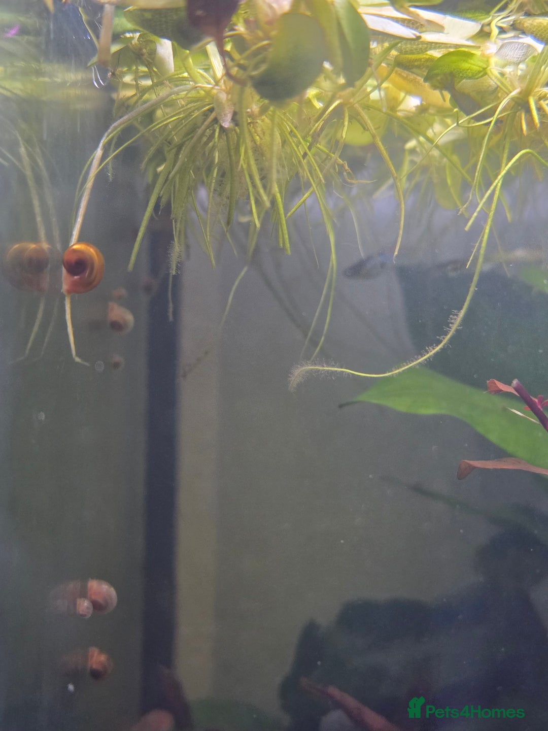 Snails fish for sale: Little Ramshorn snail babies  - Image 4