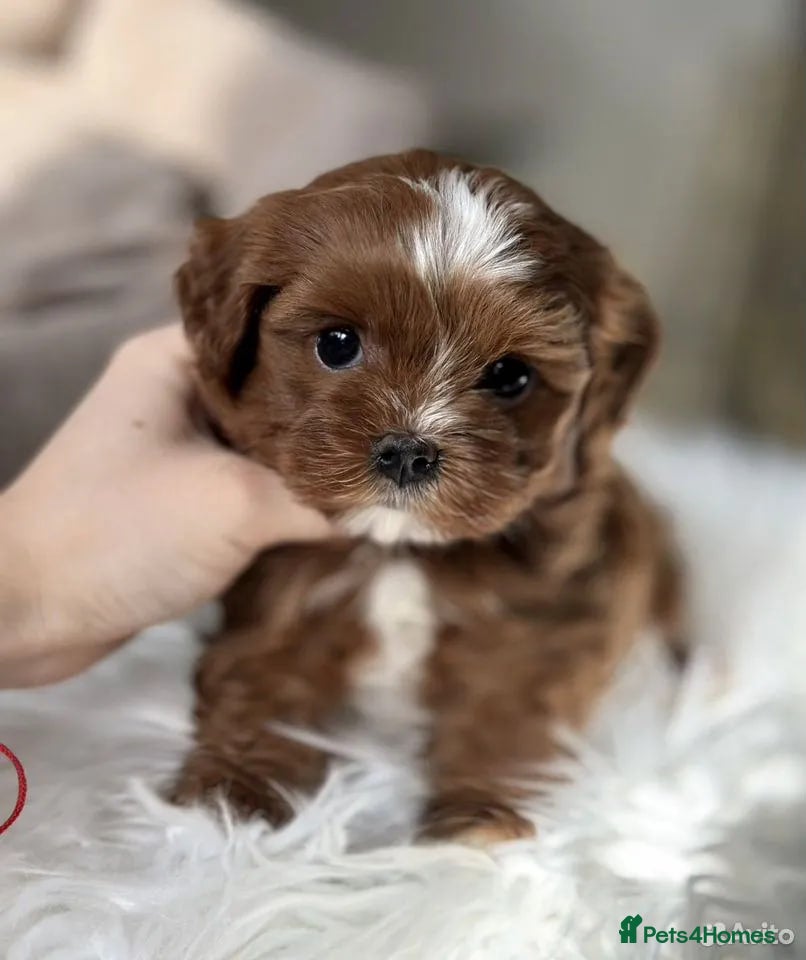 Alaska rabbits The Pomeranian - Advert 1