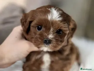 Alaska rabbits The Pomeranian - Advert 1