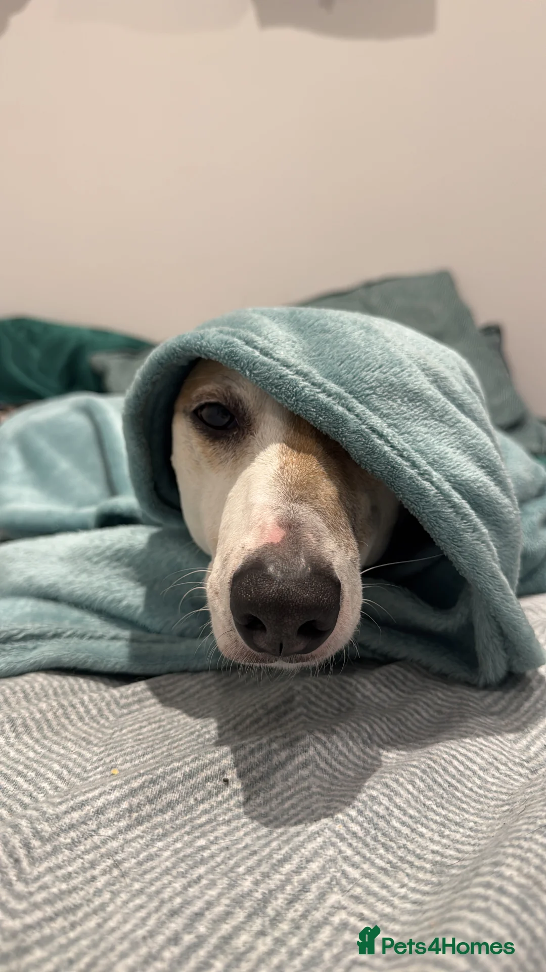 Greyhound dogs for sale: Greyhound - Advert 6