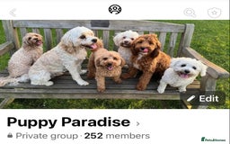 Cavapoo dogs for sale: ❤️ F1 Poochons due November ❤️  - Image 10