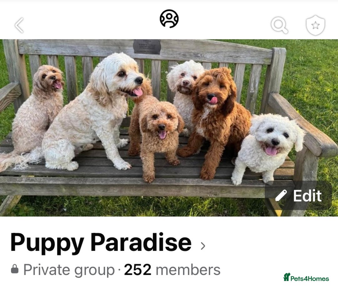 Cavapoo dogs for sale: ❤️ F1 Poochons due November ❤️  - Image 10