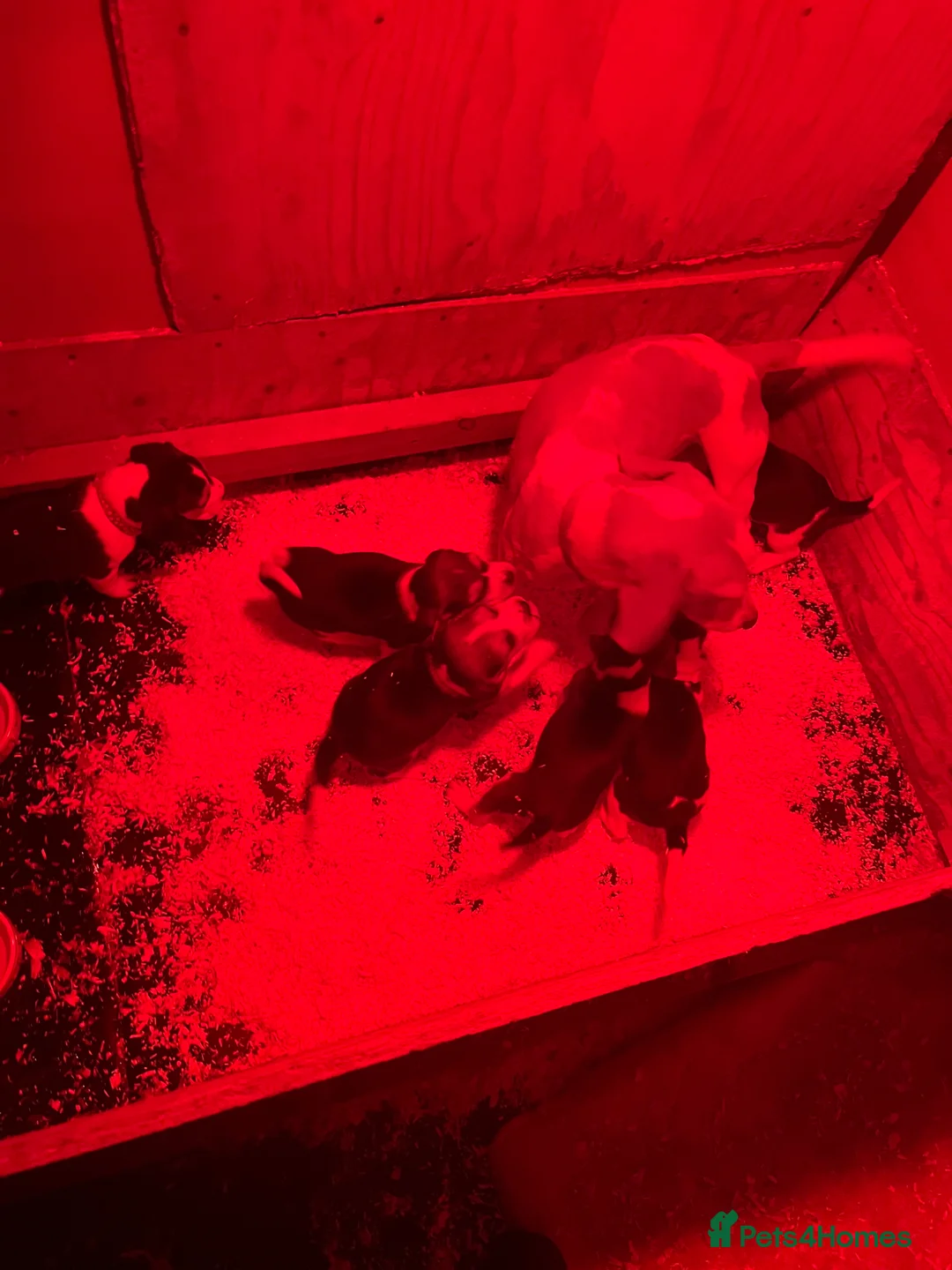 Beagle dogs for sale: Beagle puppies looking for their forever home - Advert 11