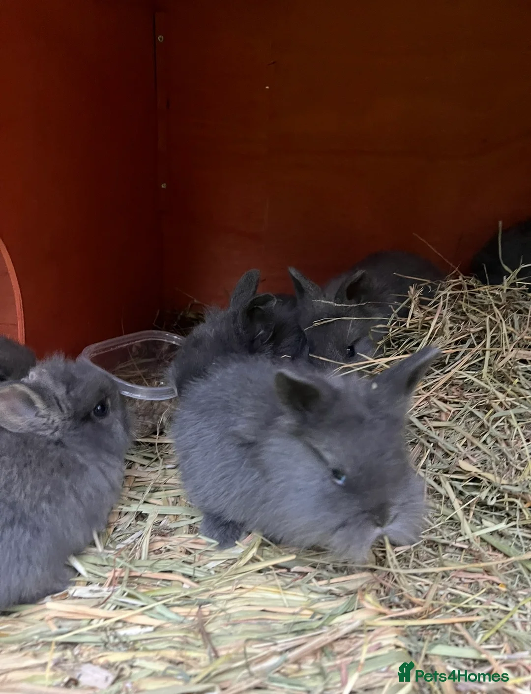 Lionhead rabbits for sale: Adorable lion head in Dukinfield - Advert 2