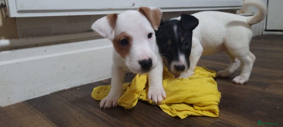 Jack Russell dogs for sale: Jack Russel puppies  - Advert 11