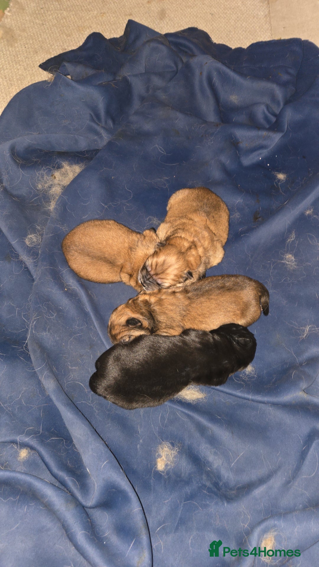 Chow Chow dogs for sale: Chow chow puppies - Advert 2