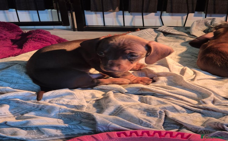 Miniature Dachshund dogs Looking for their forever 🏡 - Advert 7
