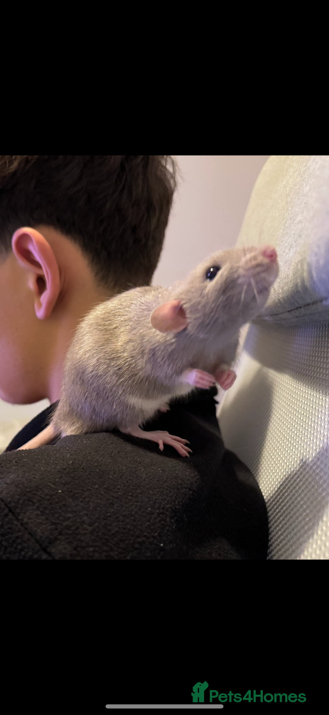 Rat rodents for sale: Two boys RATS  - Image 2
