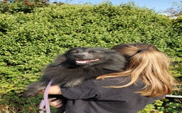 German Spitz dogs for sale: Friendly Freddie Looking For Loving Home - Image 7