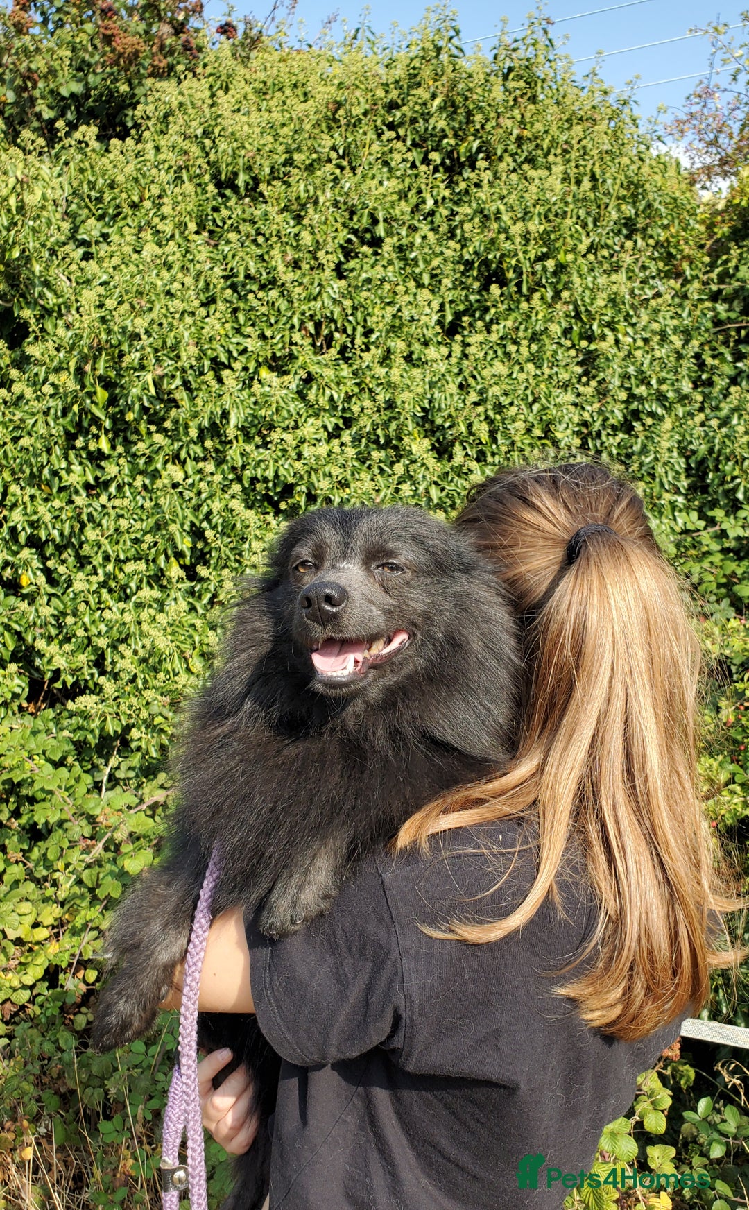 German Spitz dogs for sale: Friendly Freddie Looking For Loving Home - Image 7