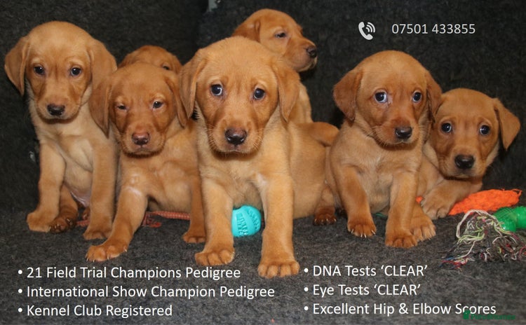 Labrador Retriever dogs - Advert 1