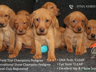 Labrador Retriever dogs - Advert 6