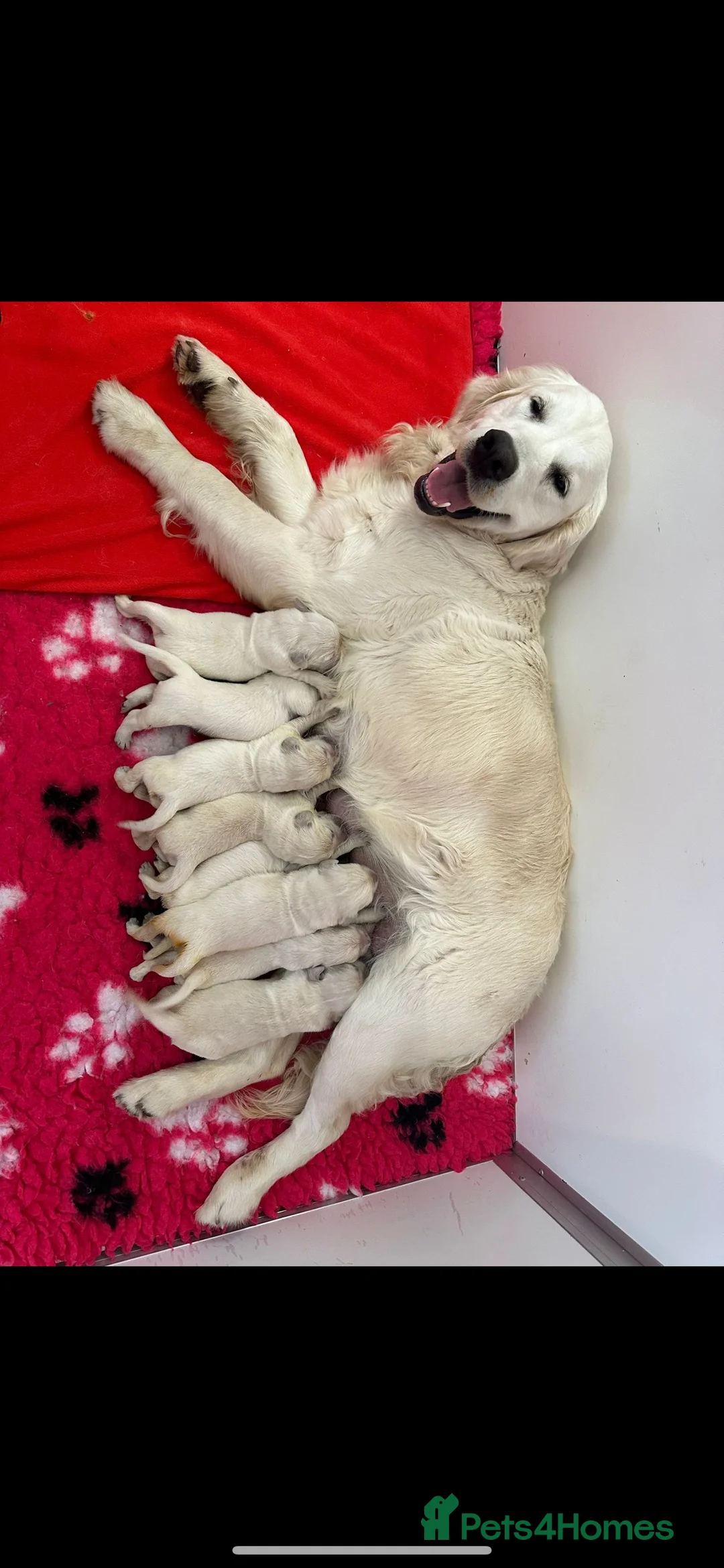 Golden Retriever dogs for sale: Health Tested Parents cream **BOYS ONLY** - Advert 14