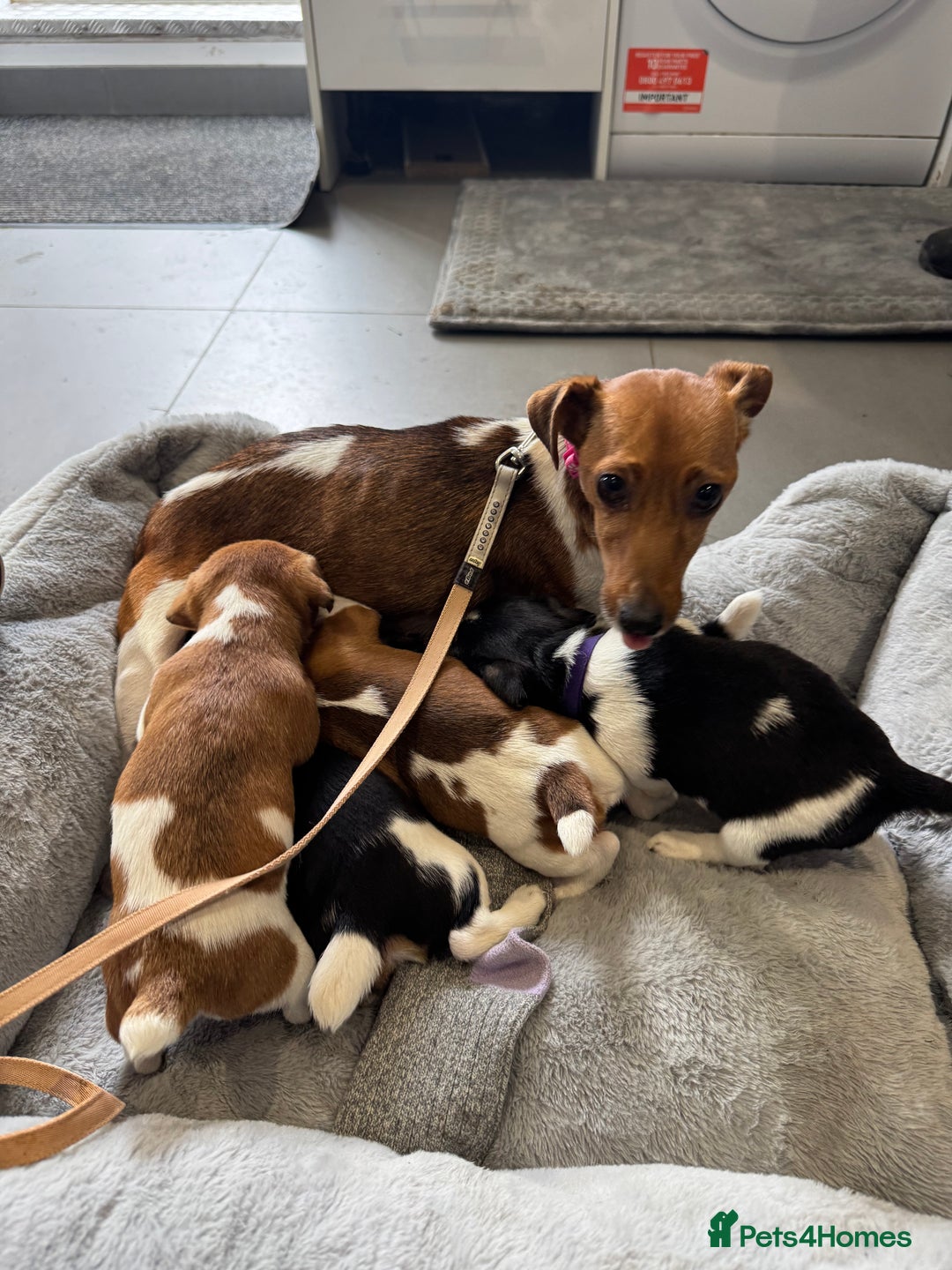 Jack Russell dogs for sale: Jack Russell pups - Image 7