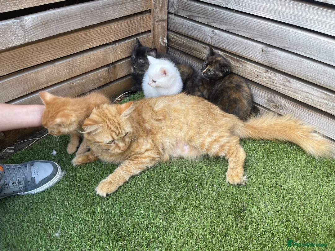 Mixed Breed cats for sale: 5 beautiful kittens - ready to leave now  - Advert 19