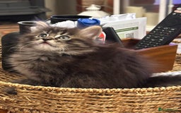 Maine Coon cats for sale: Maine Coon x Ragdoll Mix Kittens  Ready 27 Aug! 🐾 - Image 16