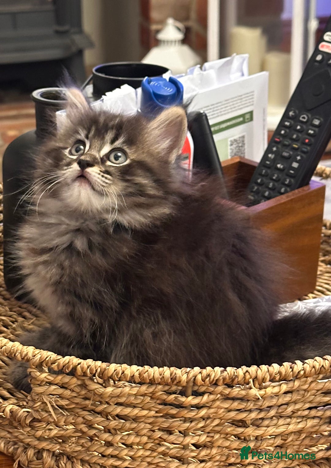 Maine Coon cats for sale: Maine Coon x Ragdoll Mix Kittens  Ready 27 Aug! 🐾 - Image 16