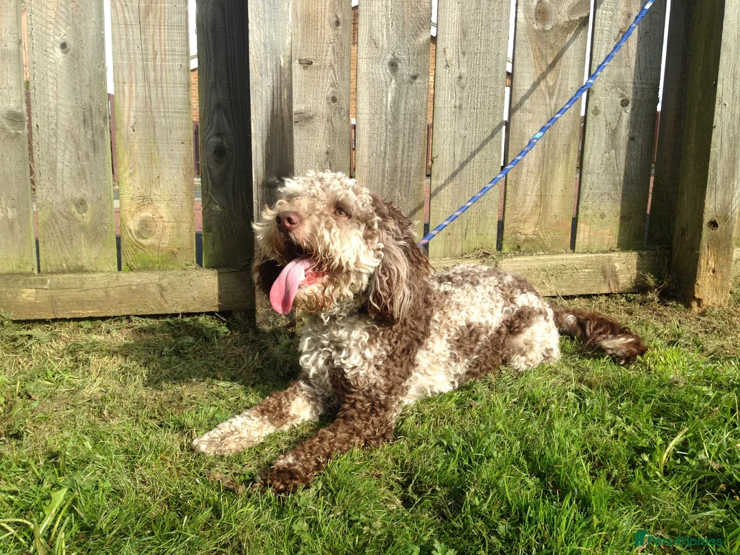 Cockapoo dogs for stud: MERLE F1b MINIATURE COCKAPOO at stud in Rowlands Gill - Advert 3