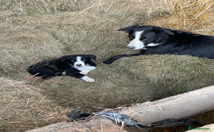 Border Collie dogs - Advert 1