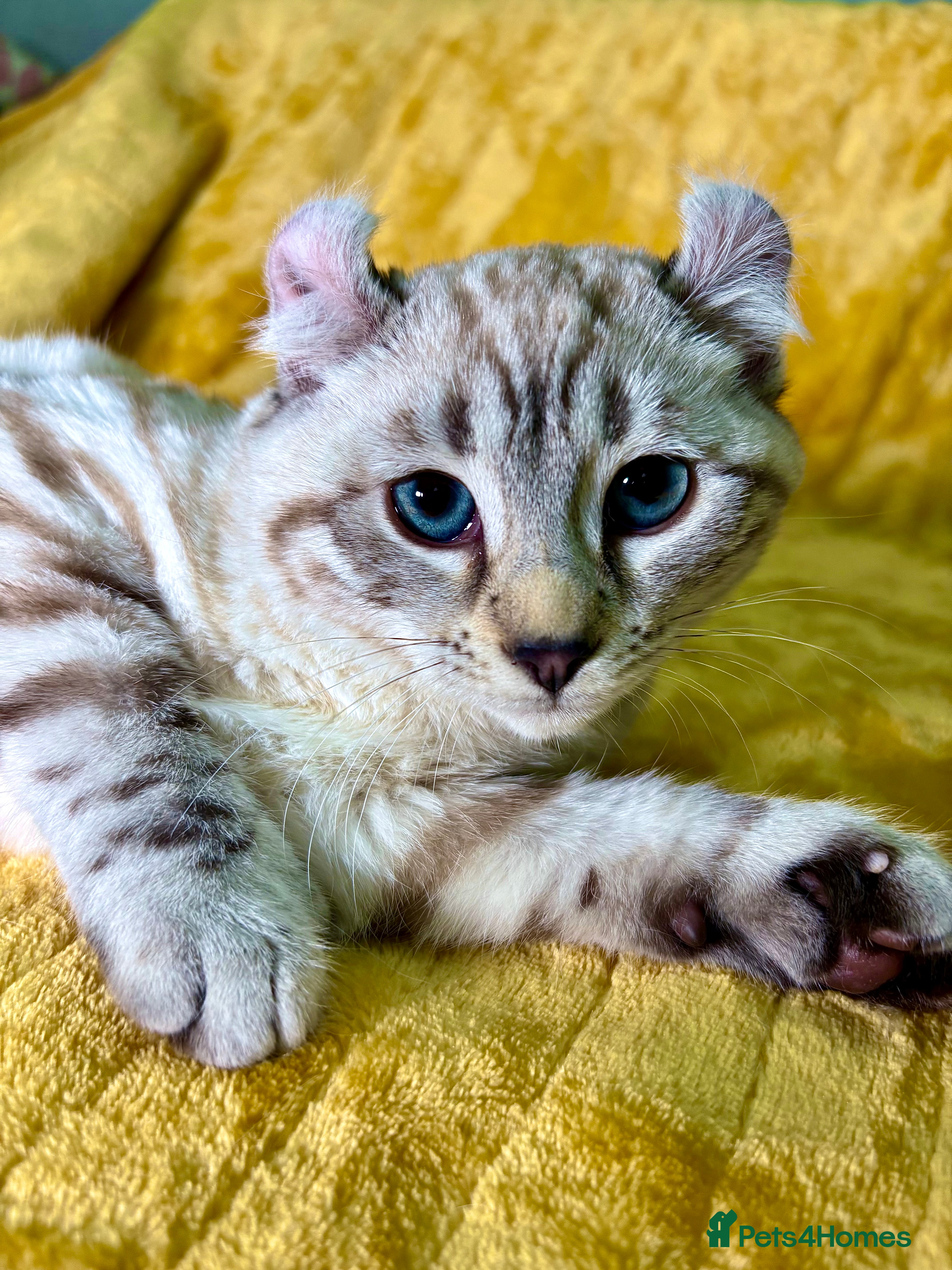 Savannah cats Breath taking wild looking girl  - Advert 2