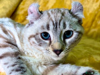 Savannah cats Breath taking wild looking girl - Advert 2