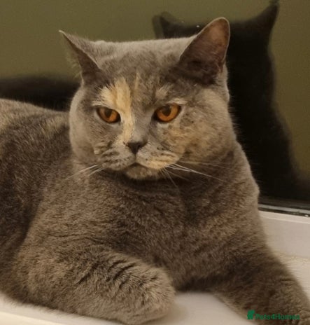 British Shorthair cats - Advert 6