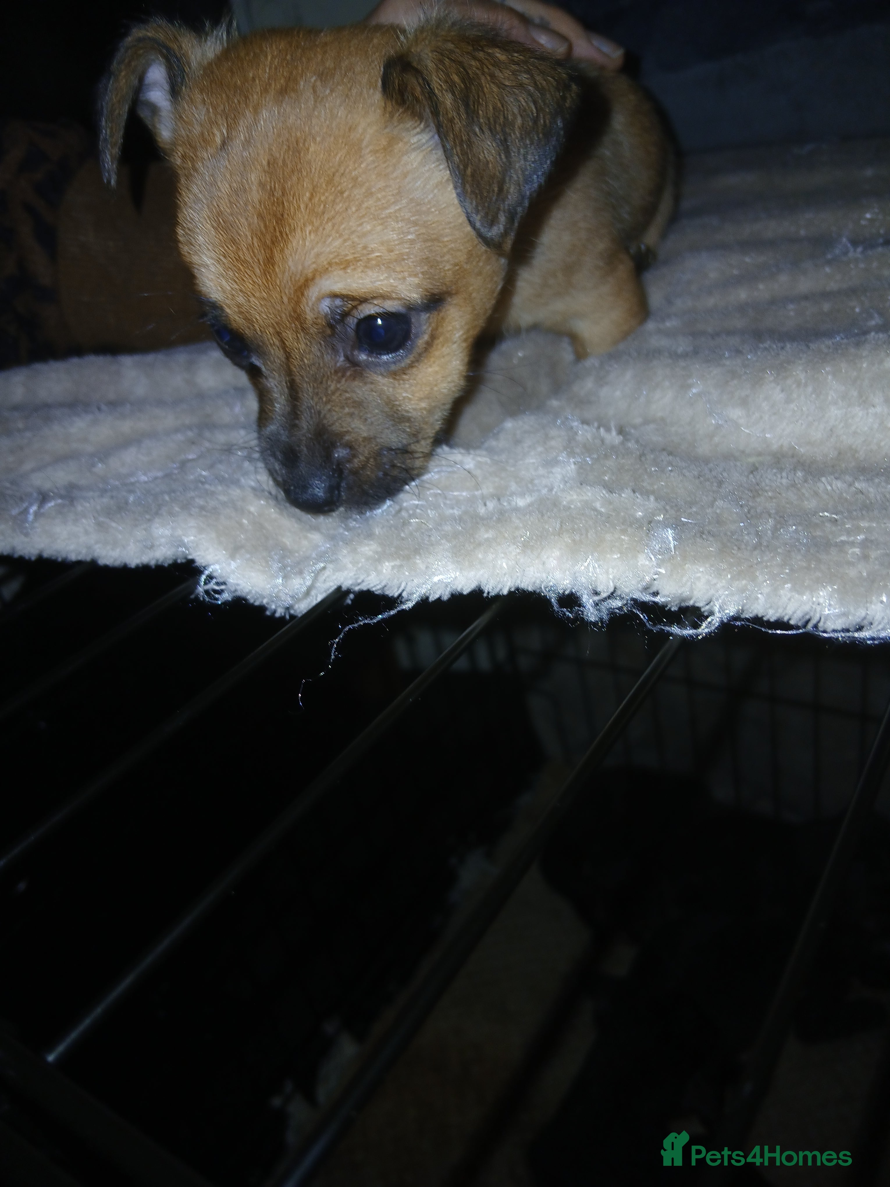 Mixed Breed dogs Beautiful mini dashound cross pug puppies  - Advert 2