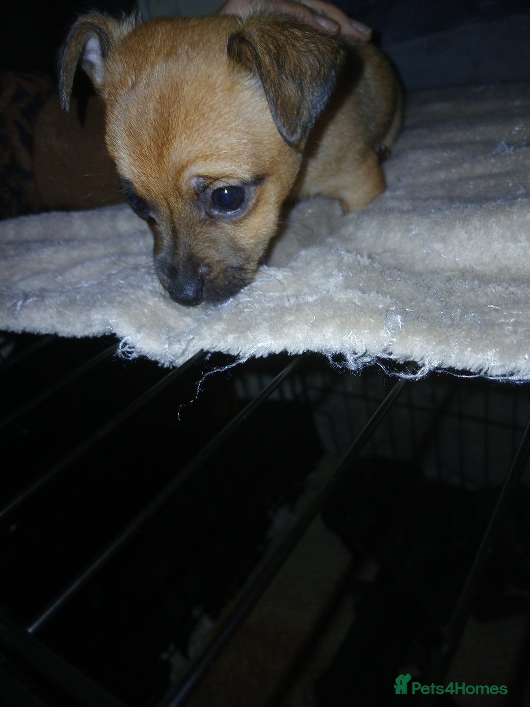 Mixed Breed dogs for sale: Beautiful mini dashound cross pug puppies  - Advert 1