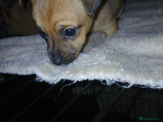 Mixed Breed dogs Beautiful mini dashound cross pug puppies - Advert 2