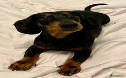 Miniature Dachshund dogs for stud: KC Registered Miniature Dachshund Stud - Image 2
