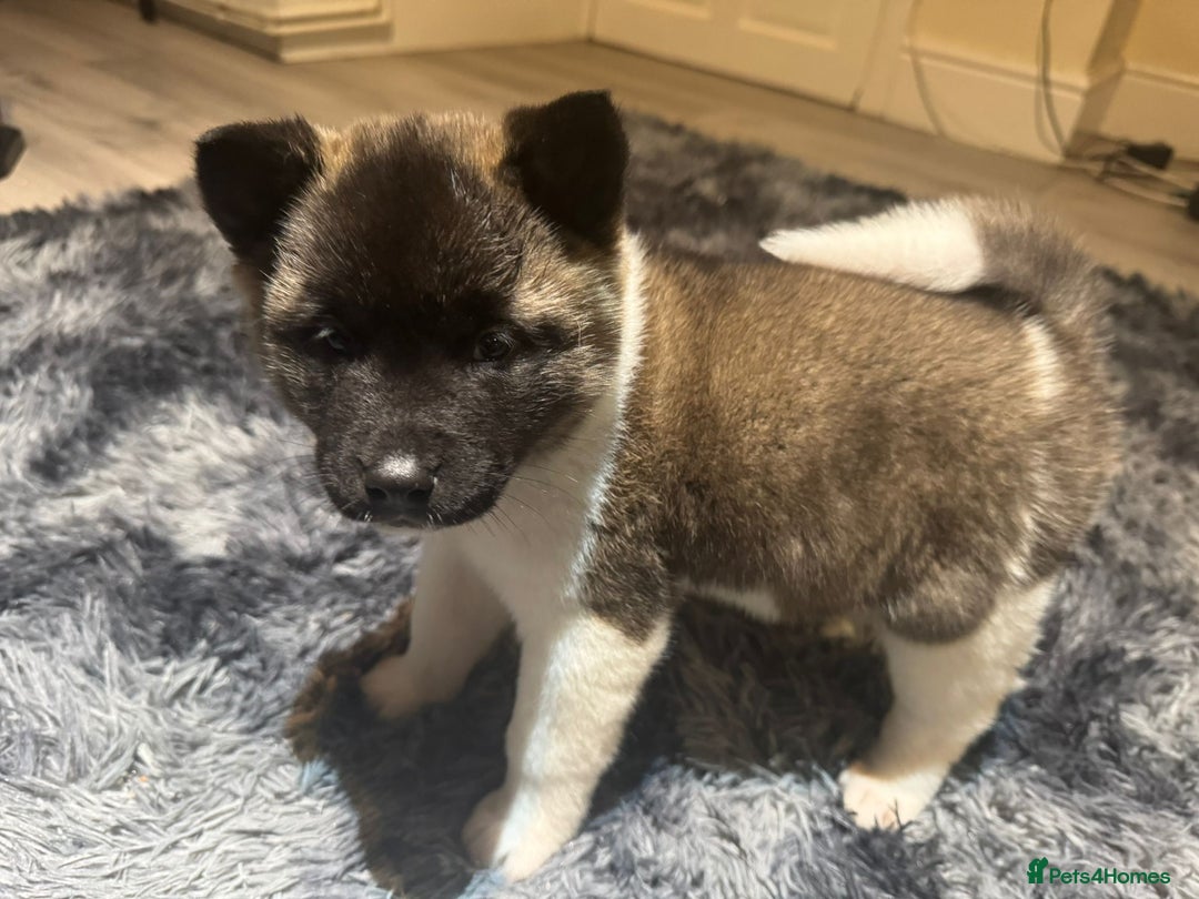 Akita dogs for sale: Bear faced American akitas puppies  - Advert 3