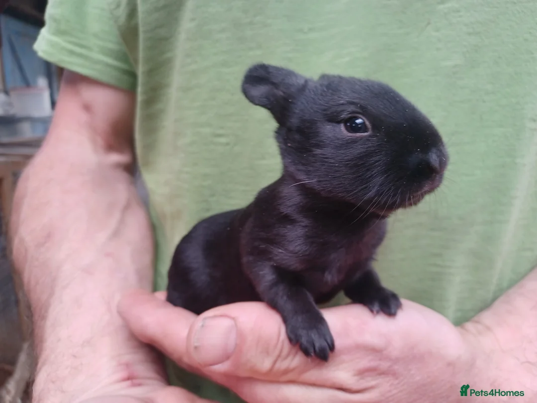 English rabbits for sale: Yurvac vaccinated self English rabbit, ready now! - Advert 6