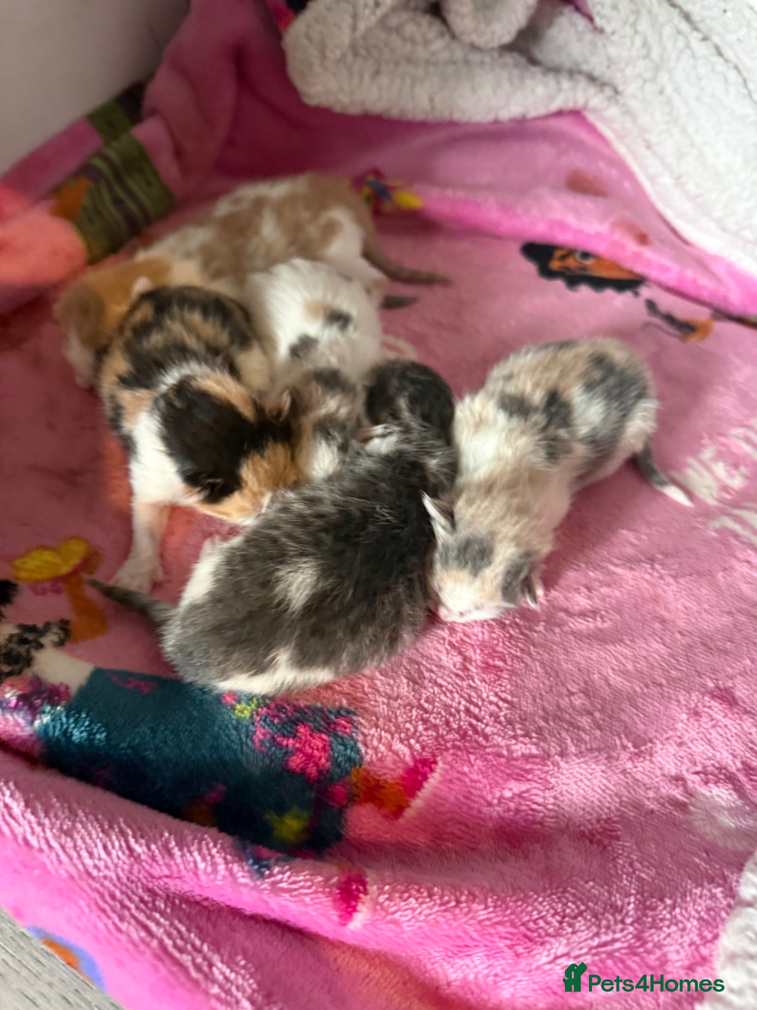 Mixed Breed cats 4 female diluted calico which/ Maine coon  - Advert 1